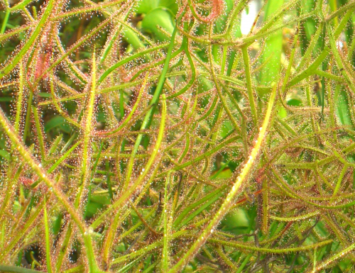 Bild Sonnentau   (Drosera capensis) 100 Korn inkl. Anzuchtsubstrat