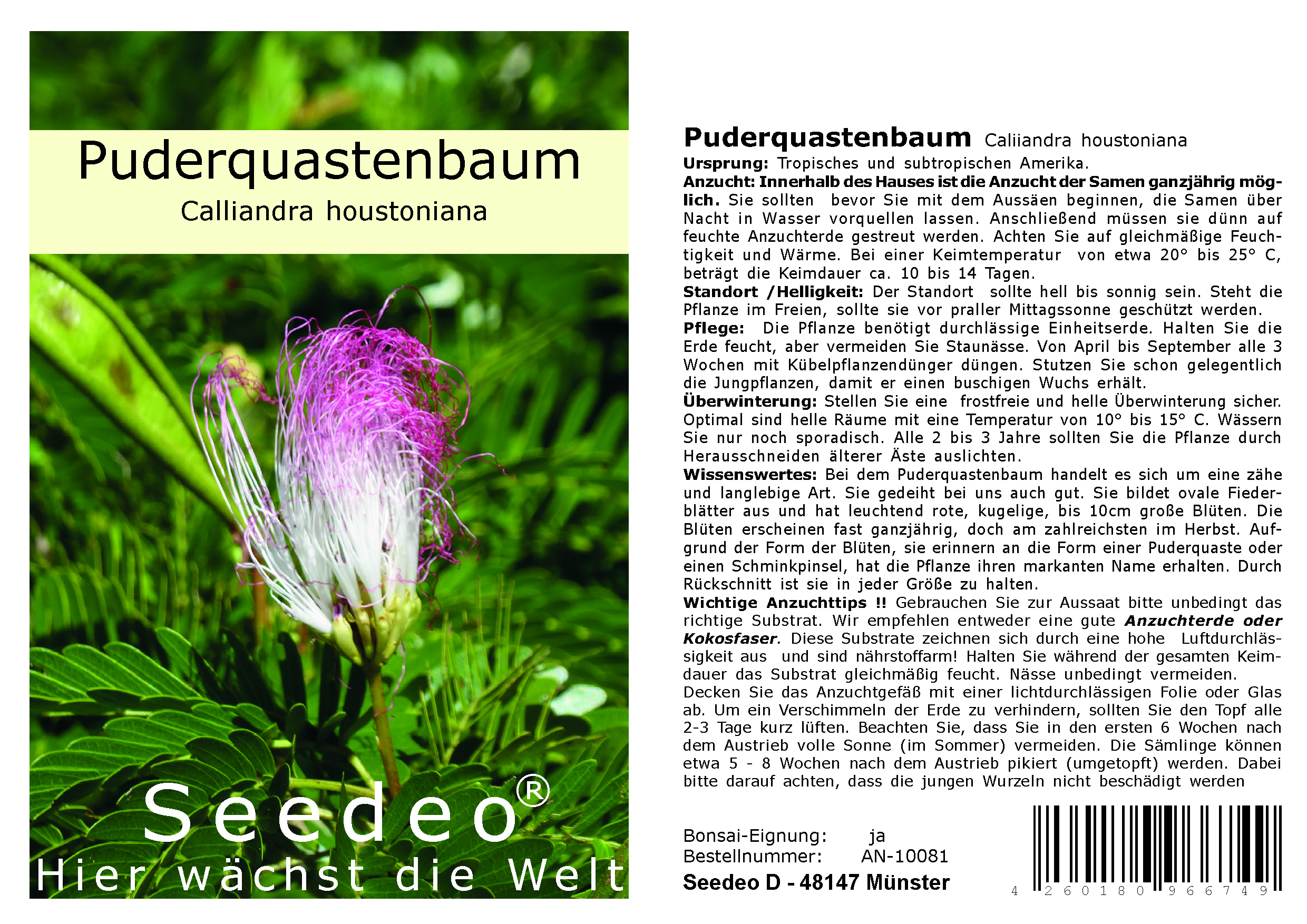 Seedeo® Puderquastenbaum (Caliiandra houstoniana) 20 Samen