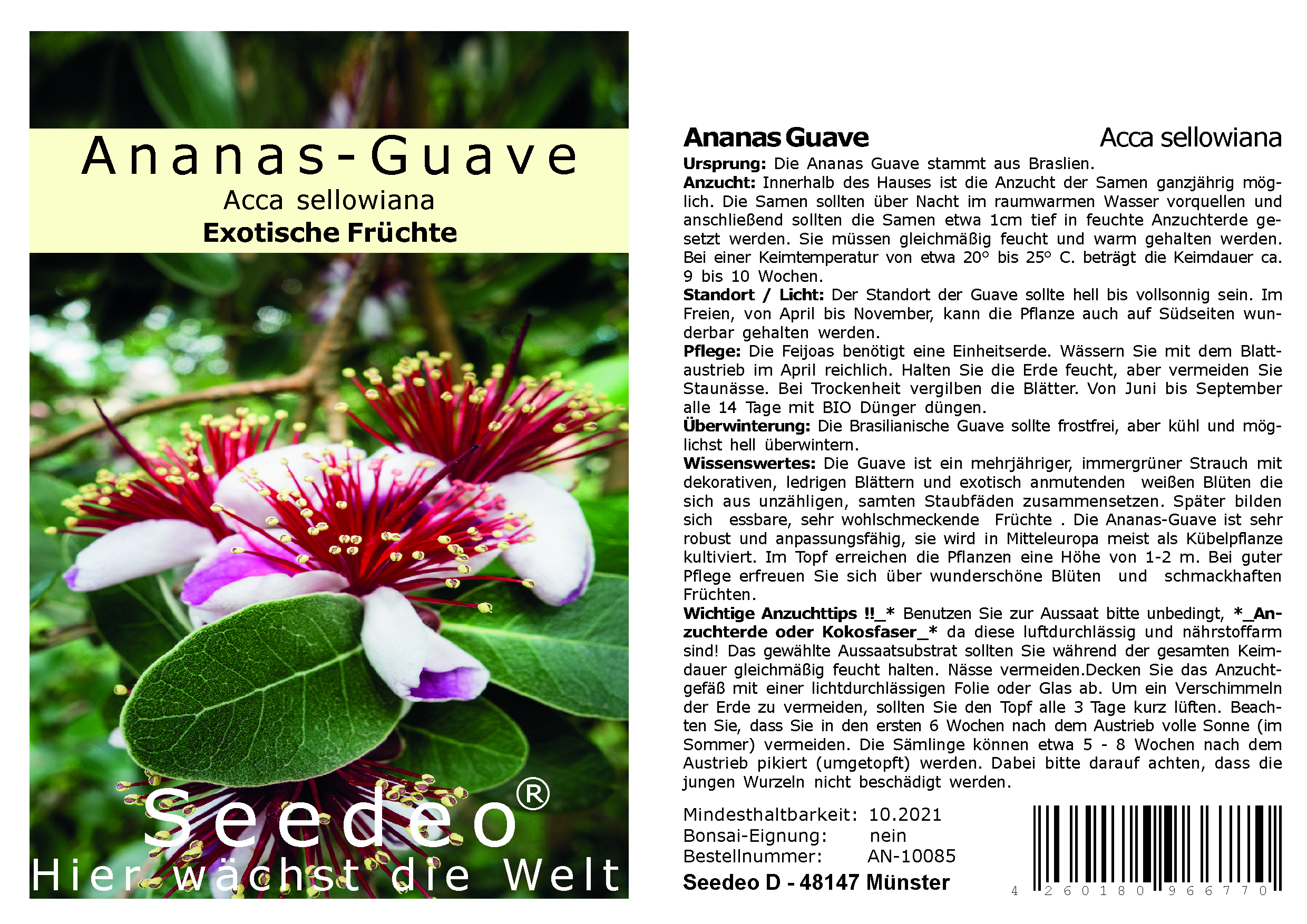 Seedeo® Ananas Guave  (Acca sellowiana) 40 Samen