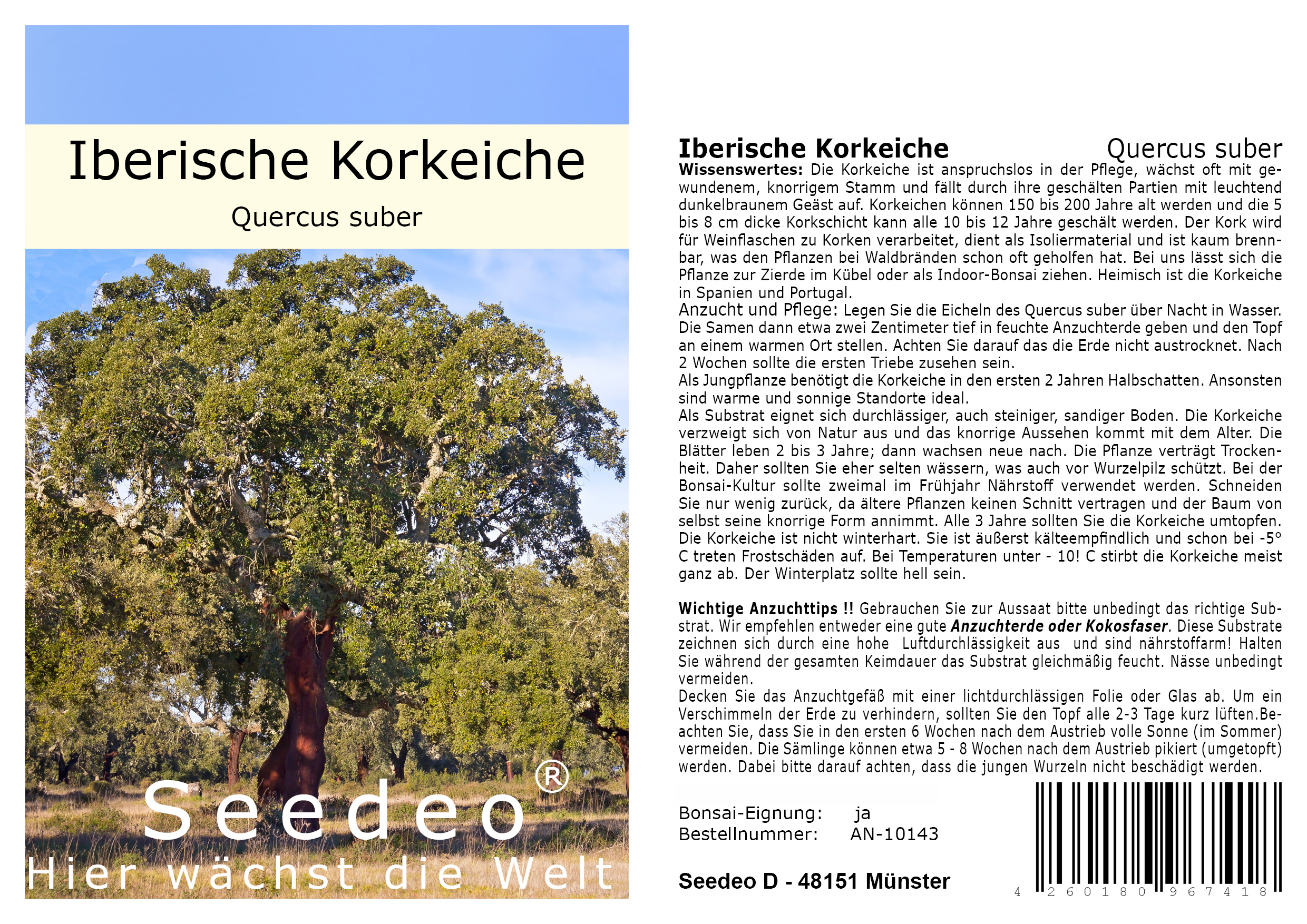 Seedeo® Iberische Korkeiche (Quercus suber) 4 Samen