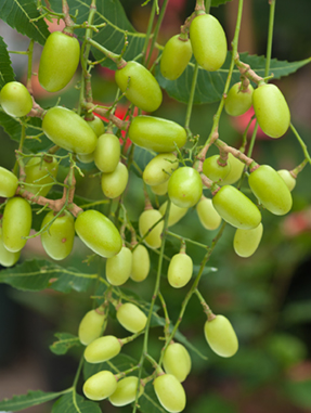 Seedeo® Niembaum / Neem Tree    (Azadirachta indica) 10 Samen