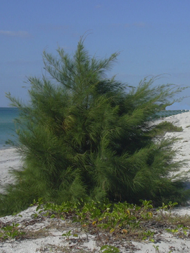 Bild Känguruhbaum  (Casuarina equisitifolia) 100 Samen