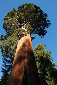 Bild Berg - Mammutbaum (Sequoia. gigantea) 50 Korn