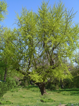 Bild Ginkgo (Ginkgo biloba) Pflanze ca. 2,5 Jahre alt