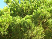 Bild Mittelmeer - Pinie (Pinus pinea) 5 Korn