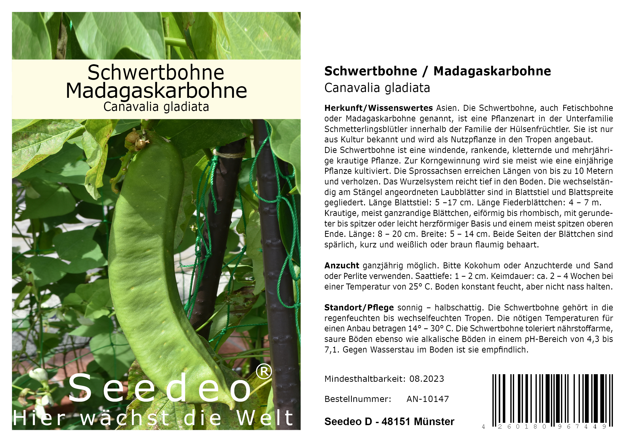 Seedeo® Schwertbohne/ Madagaskarbohne (Canavalia gladiata) 5 Samen