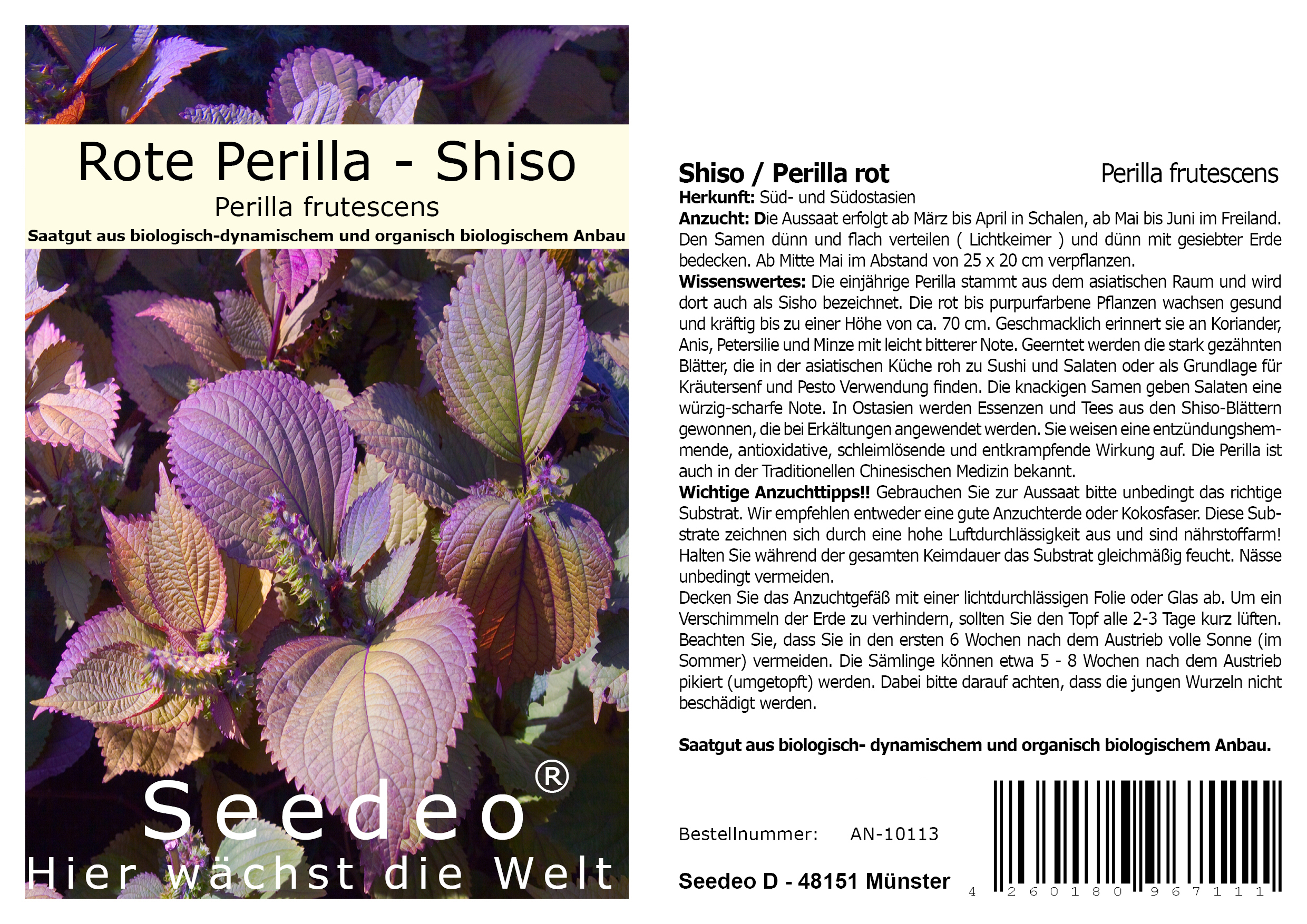 Seedeo® Shiso / Perilla rot (Perilla frutescens) 250 Samen 
