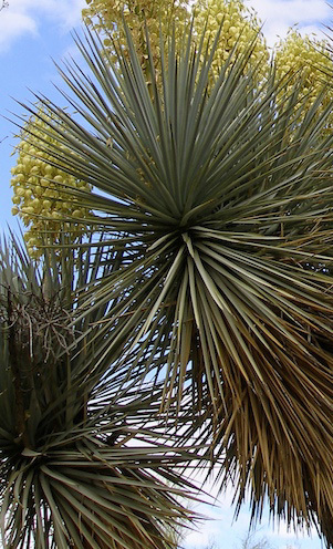 Bild Blaue Palmlilie (Yucca Rigida) 20 Samen