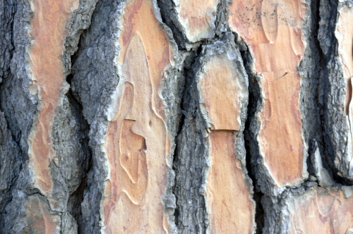 Bild Goldkiefer (Pinus ponderosa) 25 Korn