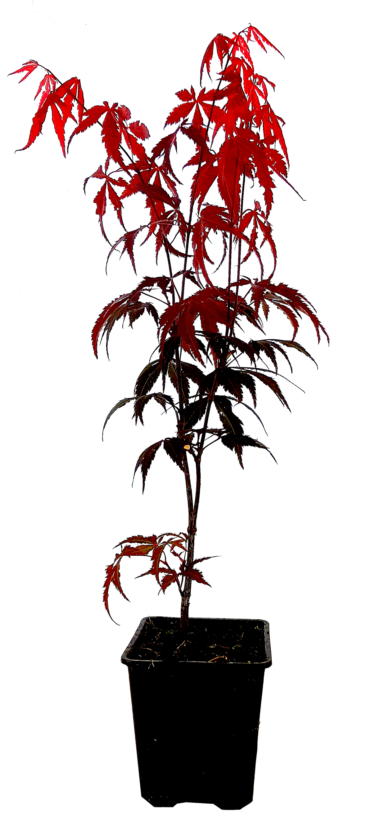 Seedeo® Roter Fächerahorn  (Acer palmatum atropurpureum) ca. 40 cm - 50 cm hoch