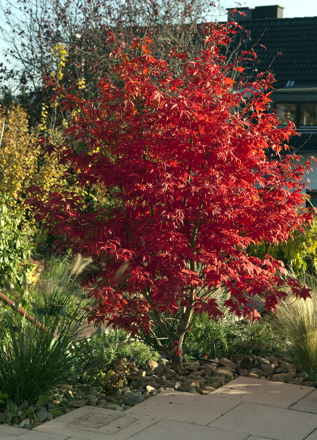 Seedeo® Roter Fächerahorn  (Acer palmatum atropurpureum) ca. 40 cm - 50 cm hoch