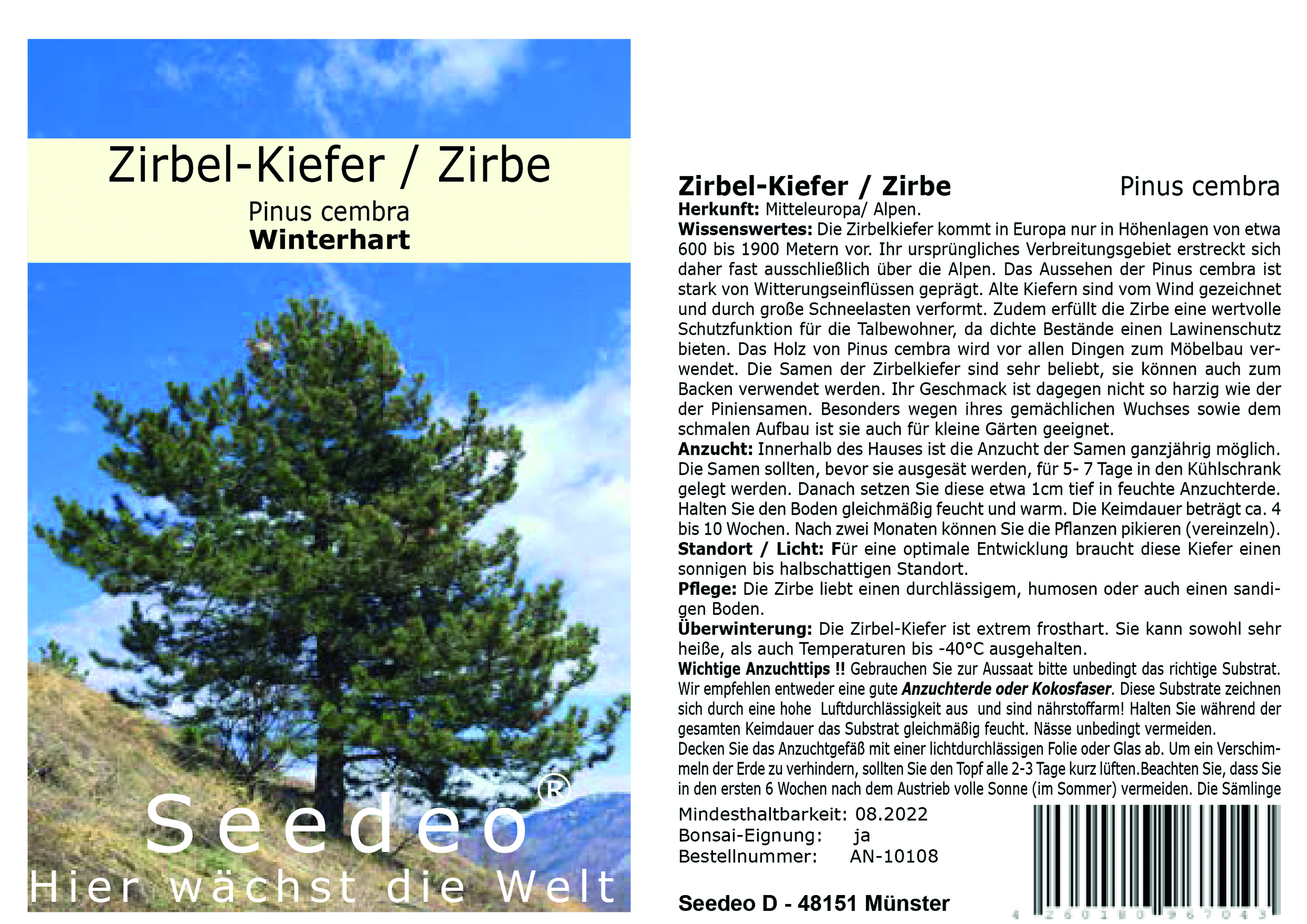 Seedeo®  Zirbel-Kiefer / Zirbe (Pinus cembra)  20 Samen