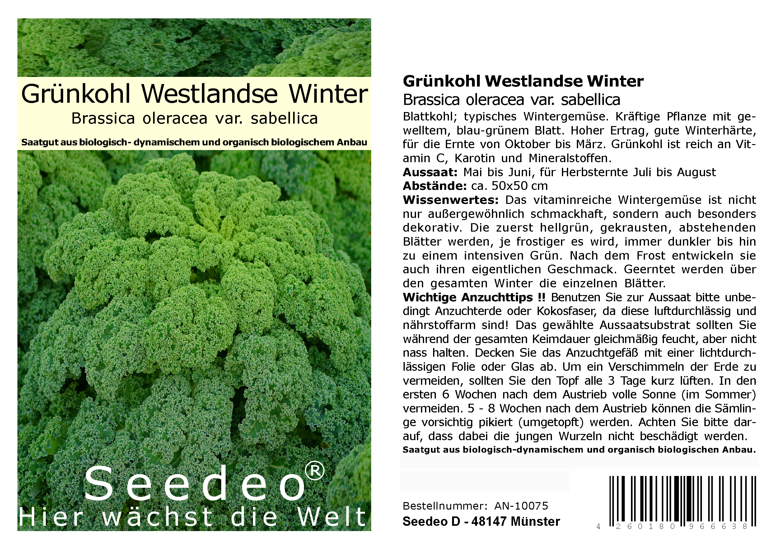 Seedeo® Grünkohl Westlandse Winter (Brassica oleracea var. sabellica) BIO 150 Samen