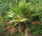 Bild Washingtonia-Fächerpalme (Washingtonia robusta) 12 Korn