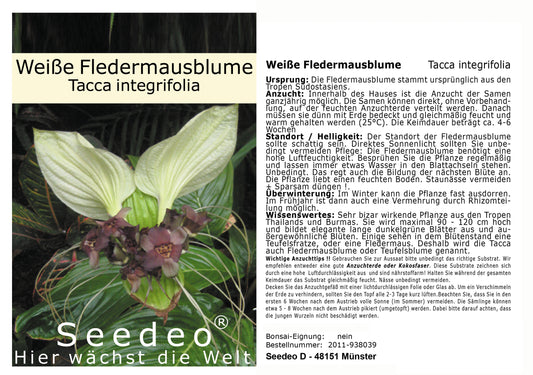 Seedeo® Weiße Fledermausblume (Tacca integrifolia) 15 Samen