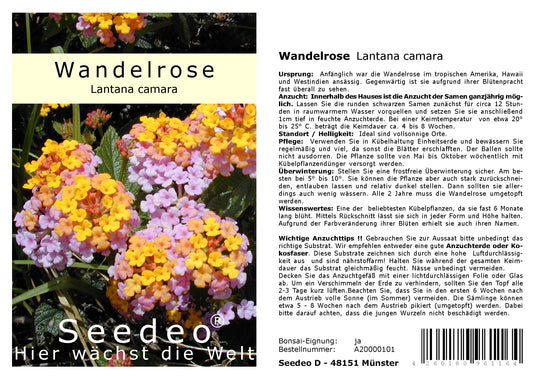 Seedeo® Wandelrose (Lantana Camara) 35 Samen