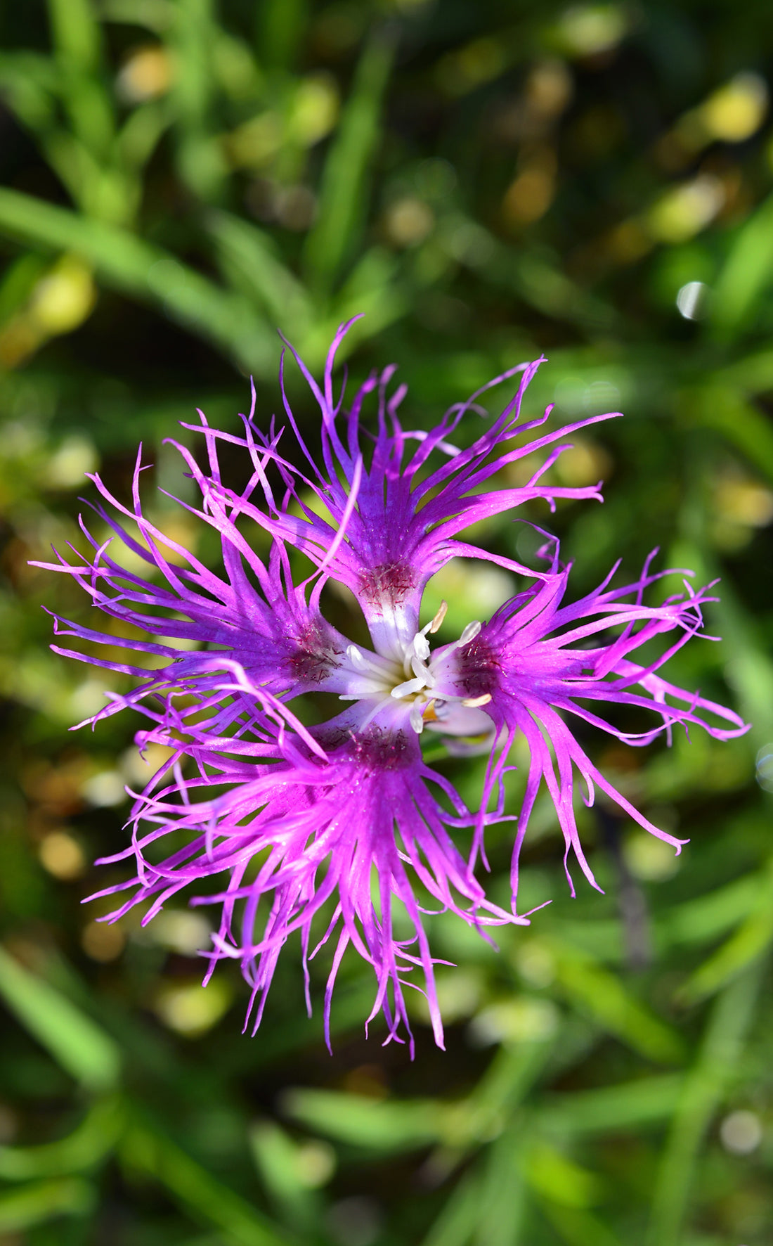 Seedeo® Pracht-Nelke (Dianthus superbus) 100 Samen