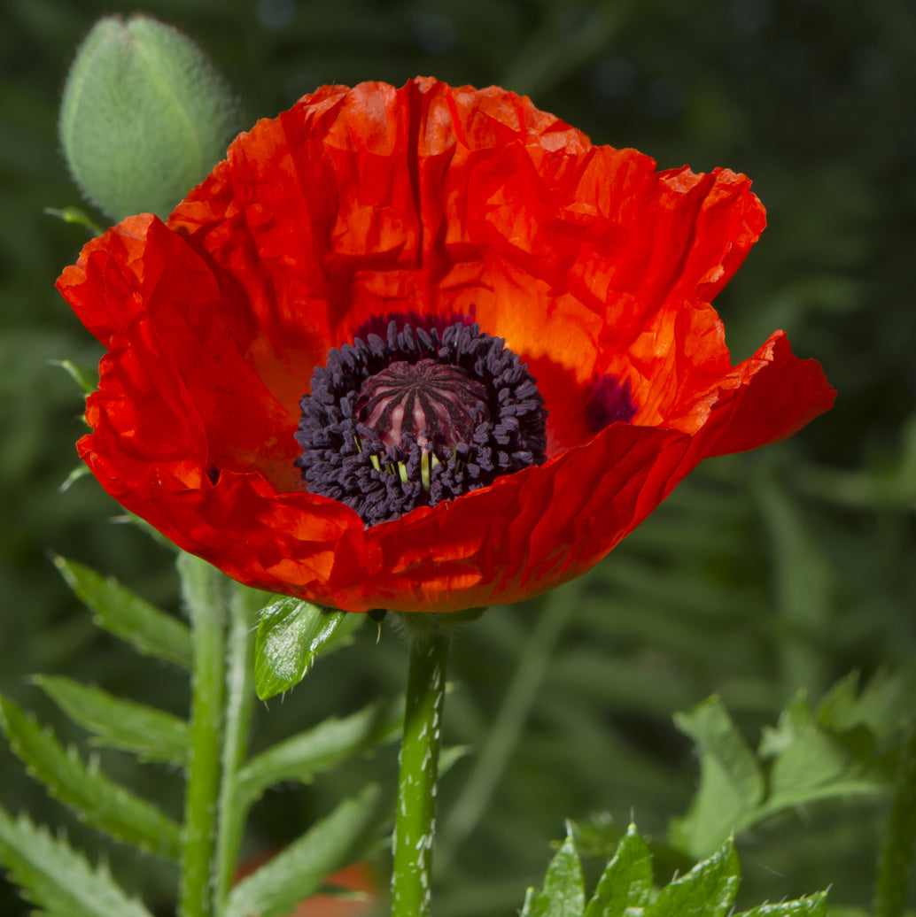 Seedeo® Klatschmohn (Papaver roeheas) 1000 Samen