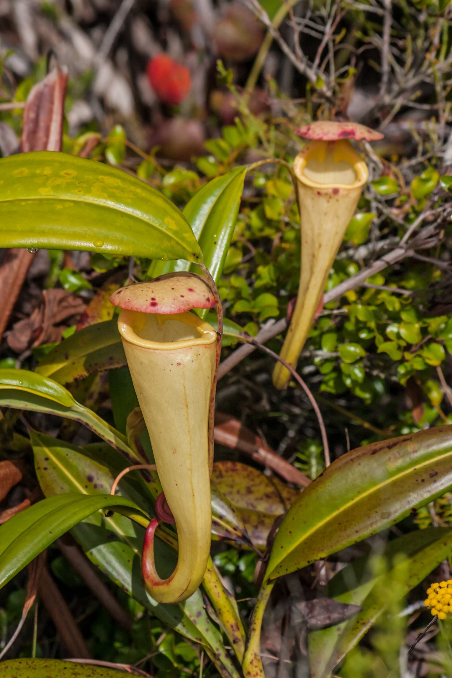 Seedeo® Madagaskar Kannenpflanze (Nepenthes madagascariensis) 20 Samen inkl. Anzuchtsubstrat