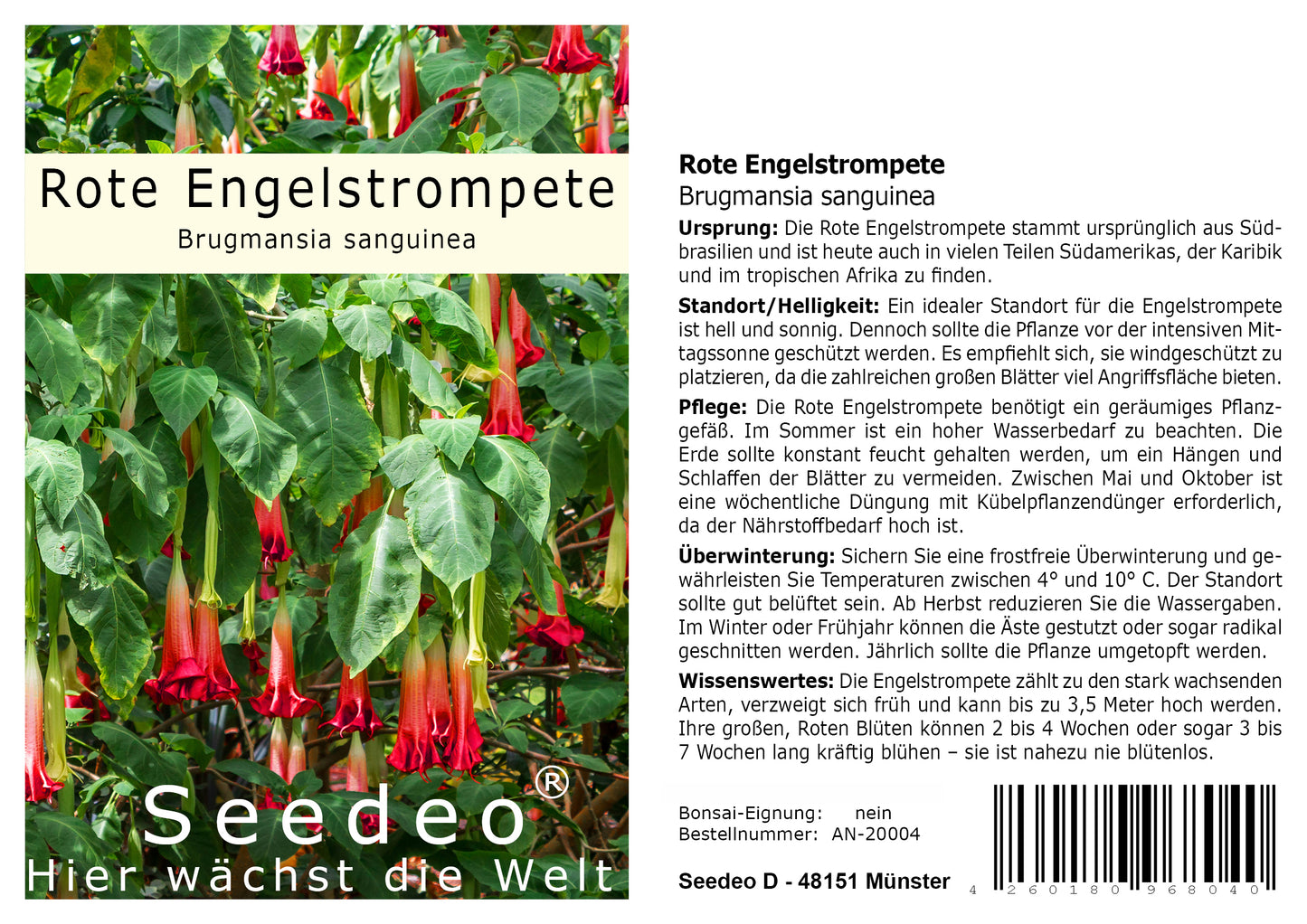 Seedeo® Rote Engelstrompete (Brugmansia sanguinea) 10 Samen