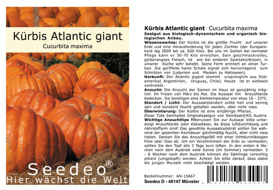 Seedeo® Kürbis Atlantic giant   (Cucurbita maxima) 10 Samen BIO