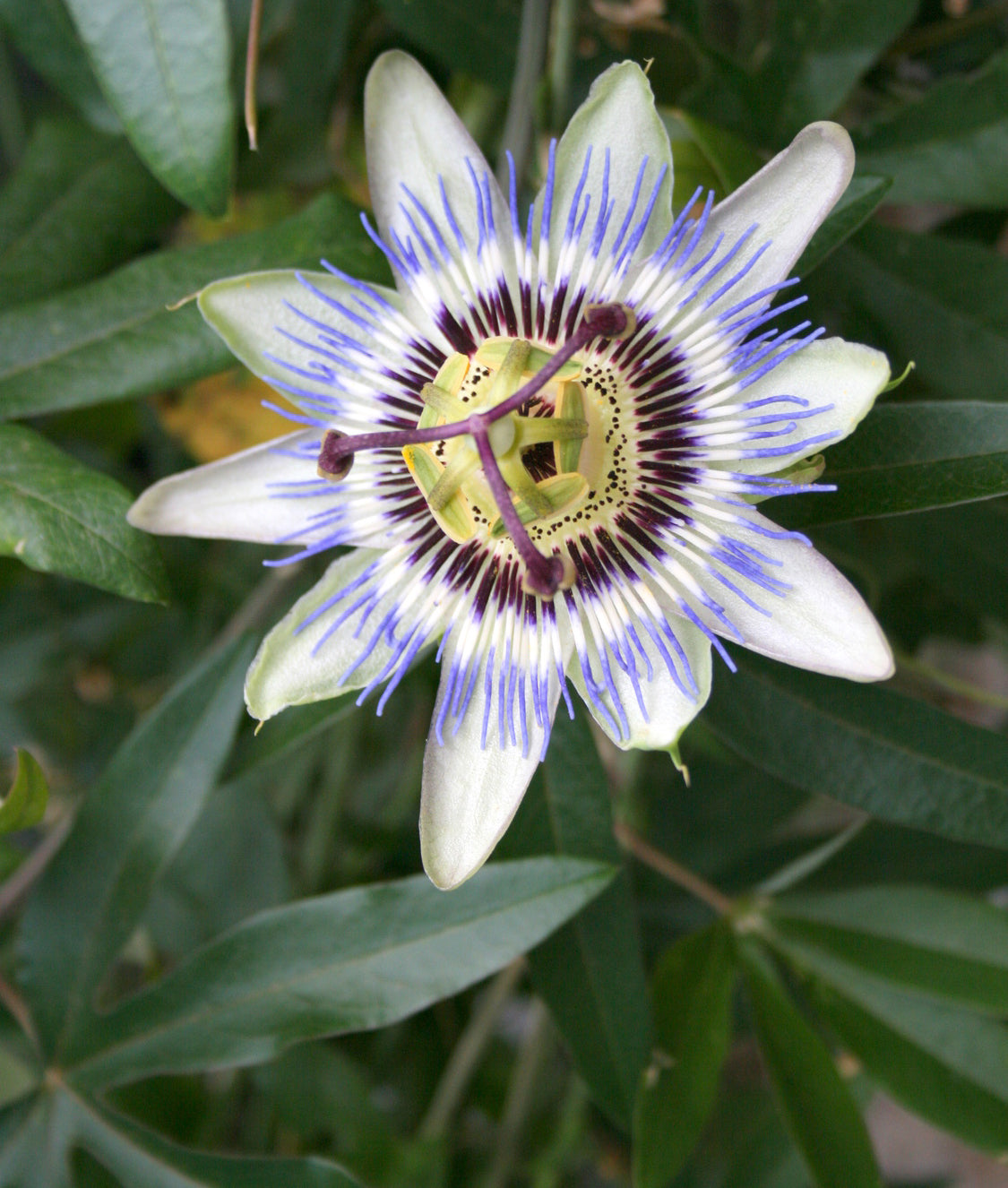 Seedeo® Purpurgranadilla (Passiflora edulis) 50 Samen