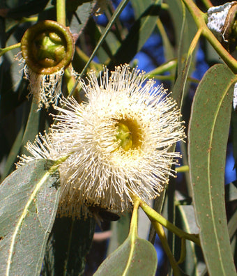 Seedeo® Zitronen-Eukalyptus   (Eucalyptus citriodora) 200 Samen