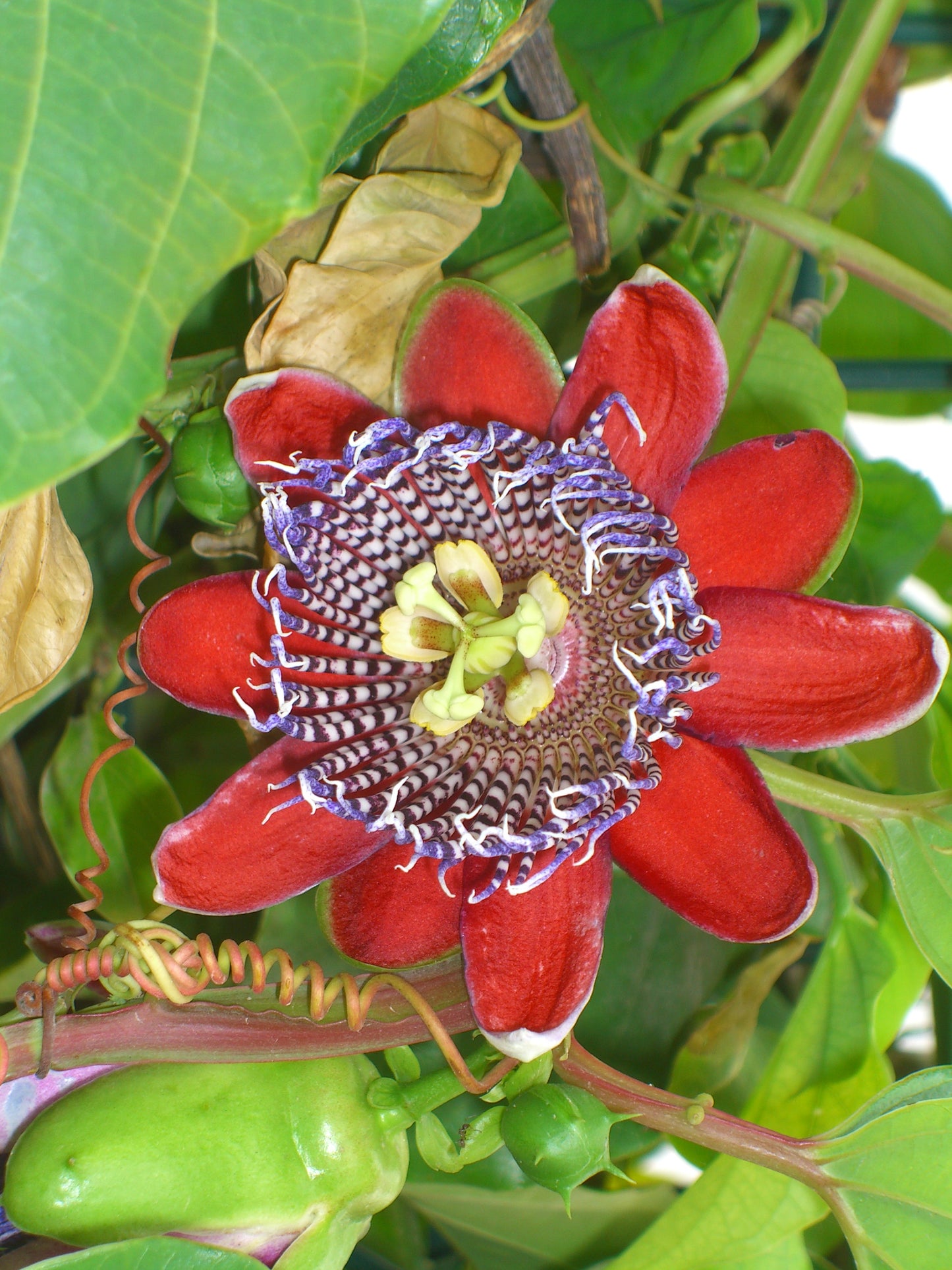 Seedeo® Riesengranadilla (Passiflora quadrangularis) 10 Samen