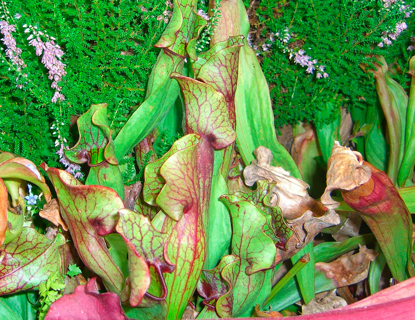 Seedeo® Rote Schlauchpflanze (Sarracenia purpurea) 10 Samen inkl. Anzuchtsubstrat