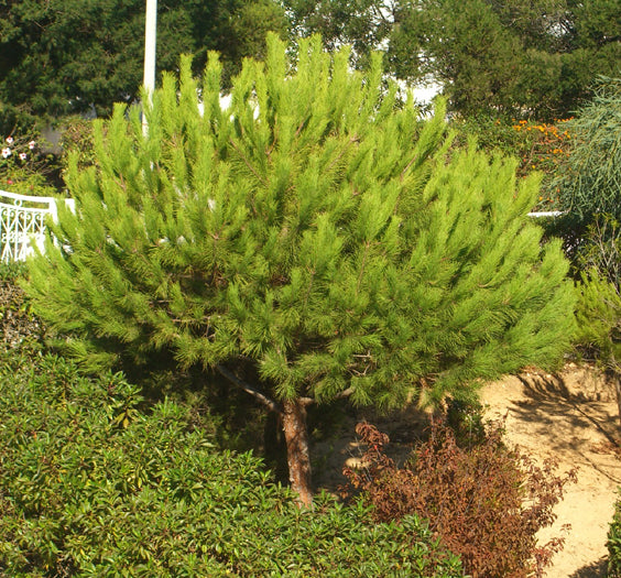 Seedeo® Mittelmeer - Pinie (Pinus pinea) 7 Samen