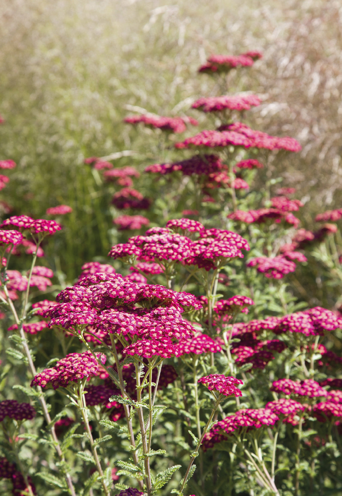 Seedeo® Rote Schafgarbe (Achillea millefolium) Cerise Queen 200 Samen