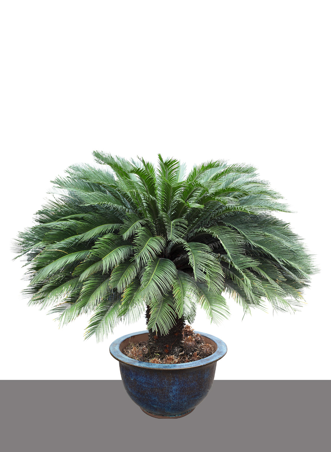 Seedeo® Japanischer Palmfarn (Cycas revoluta) 2 Samen