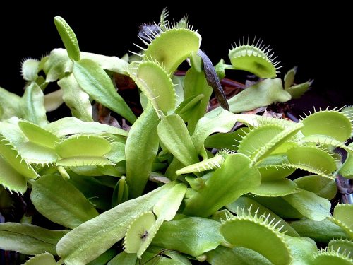 Seedeo® Venus - Fliegenfalle (Dionaea muscipula) 10 Korn inkl. Anzuchtsubstrat