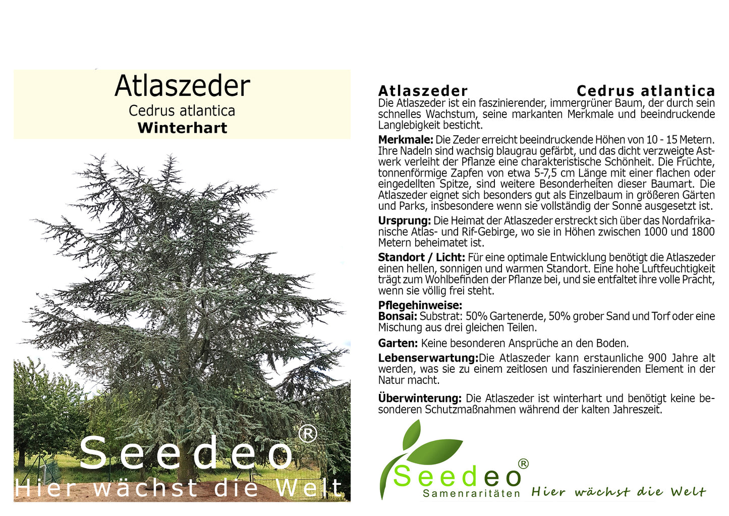 Seedeo® Atlaszeder (Cedrus atlantica glauca) ca. 20 cm - 30 cm hoch