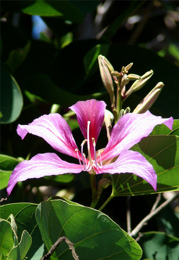 Seedeo® Purpurfarbener Orchideen - Baum (Bauhinia purpurea) 10 Samen