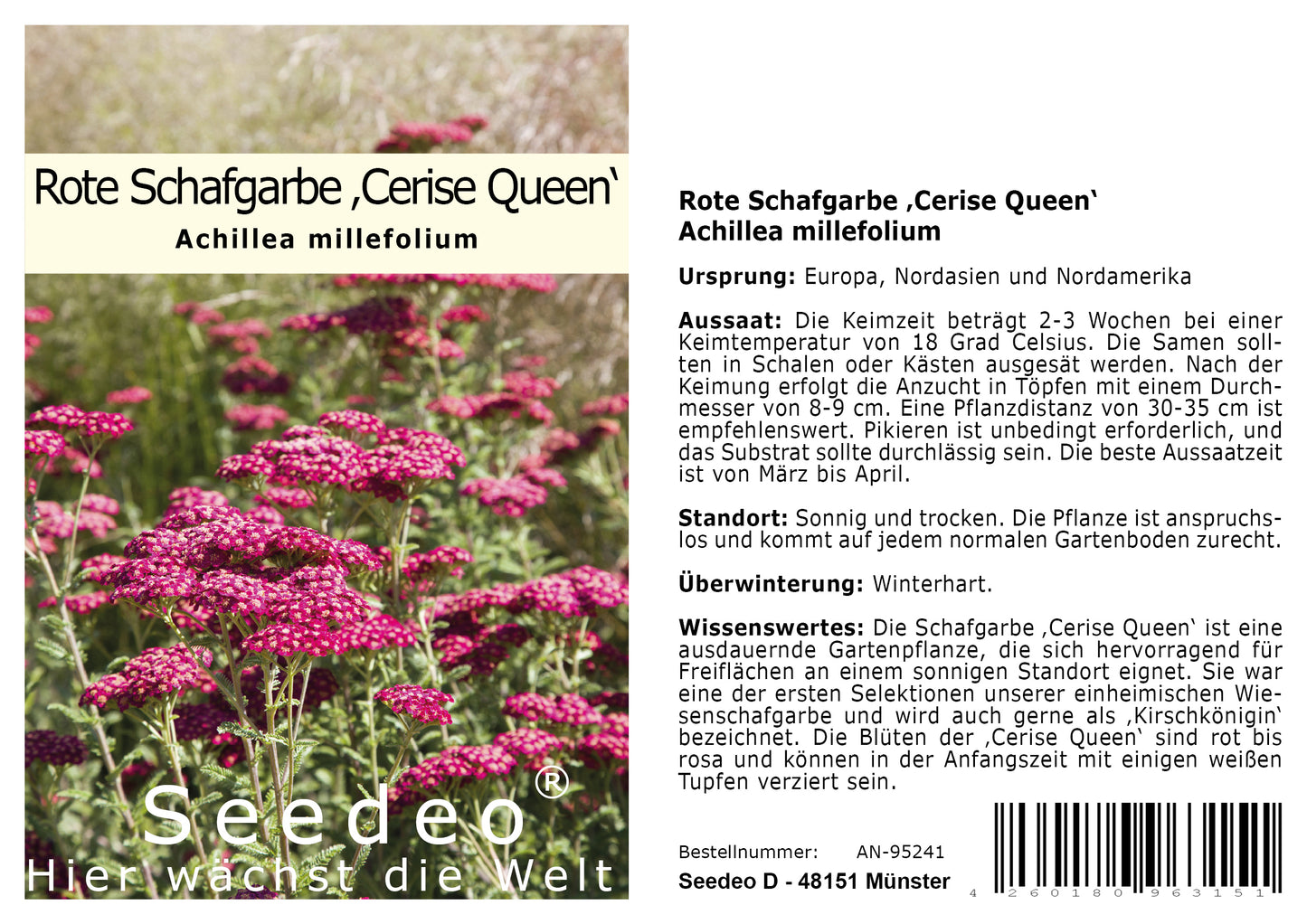 Seedeo® Rote Schafgarbe (Achillea millefolium) Cerise Queen 200 Samen