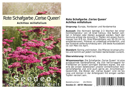 Seedeo® Rote Schafgarbe (Achillea millefolium) Cerise Queen 200 Samen