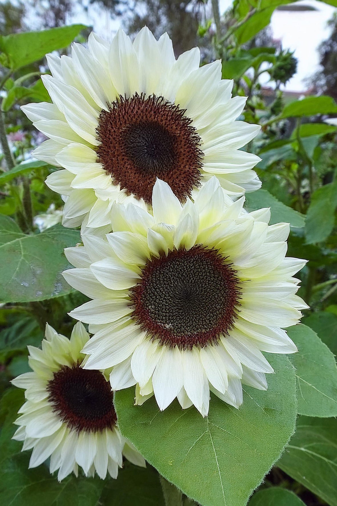 Seedeo® Sonnenblume White Nite (Helianthus annuus) 25 Samen