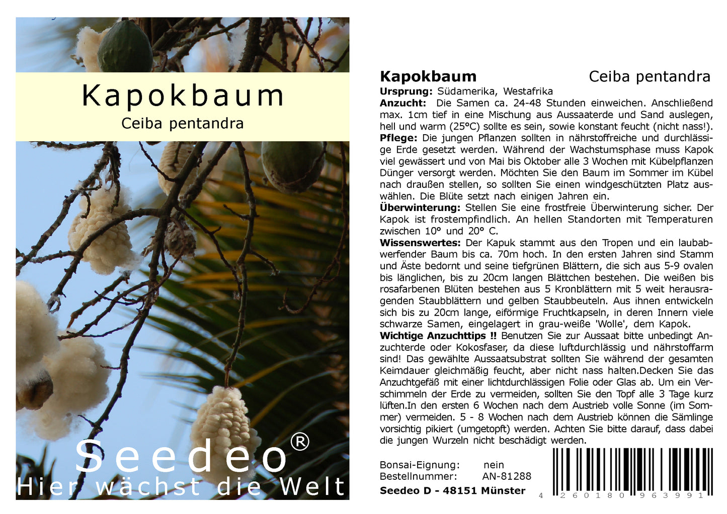 Seedeo® Kapokbaum (Ceiba pentandra ) 20 Samen