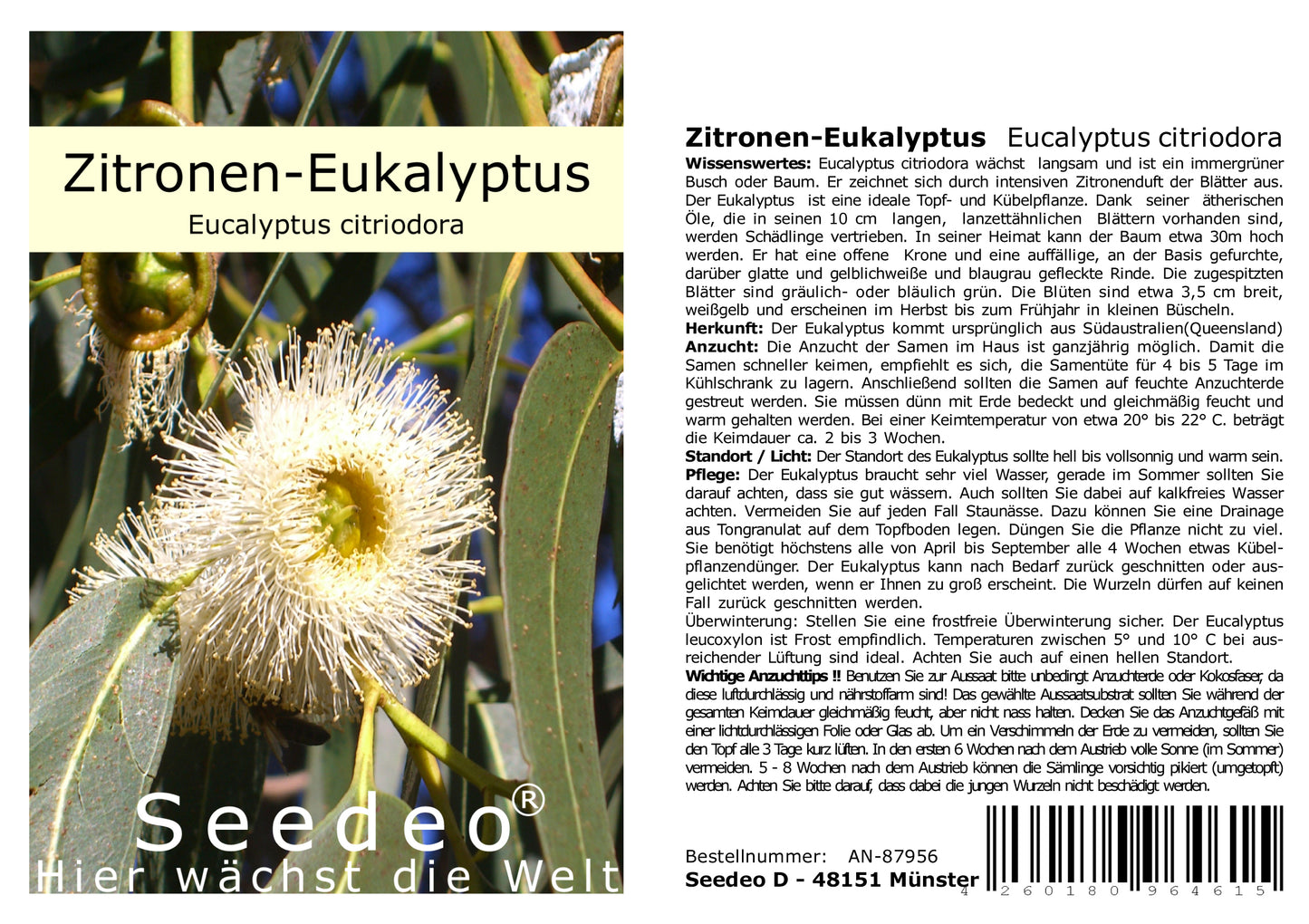 Seedeo® Zitronen-Eukalyptus   (Eucalyptus citriodora) 200 Samen