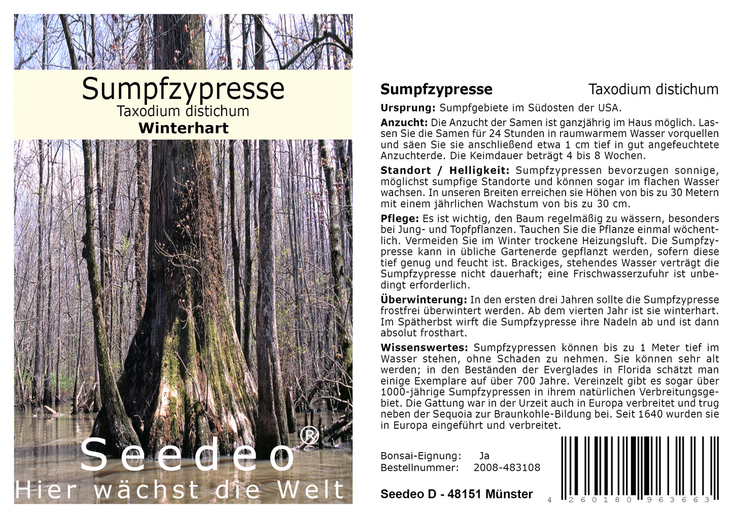 Seedeo® Sumpfzypresse (Taxodium distichum) 10 Samen