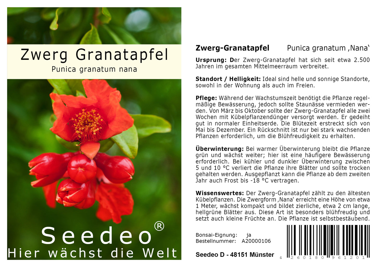 Seedeo® Zwerg Granatapfel (Punica granatum Nana) 30 Samen