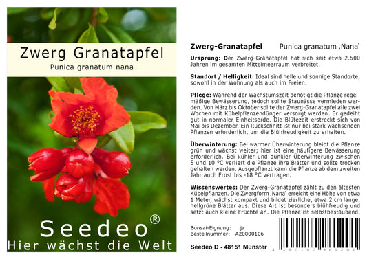 Seedeo® Zwerg Granatapfel (Punica granatum Nana) 30 Samen