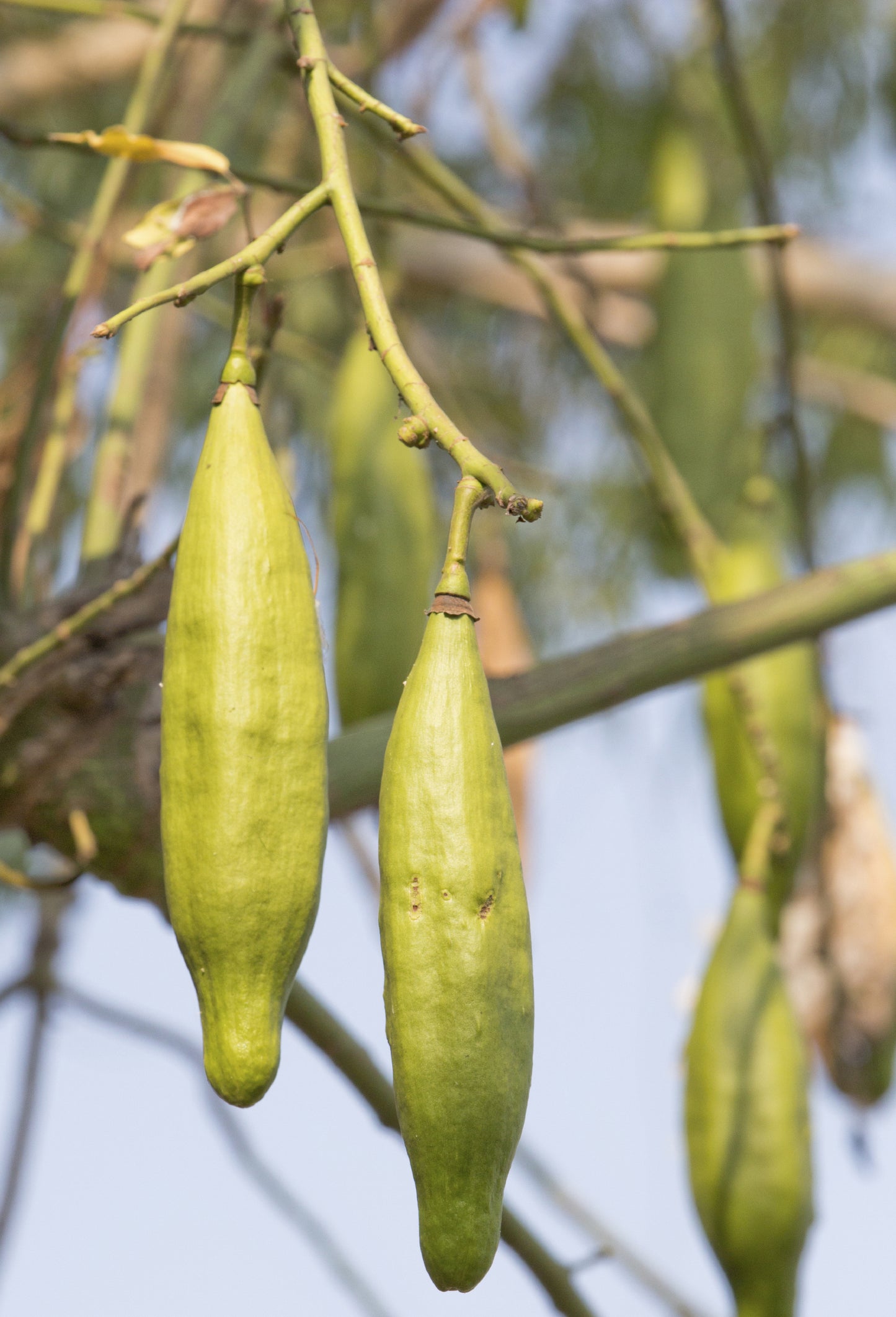 Seedeo® Kapokbaum (Ceiba pentandra ) 20 Samen