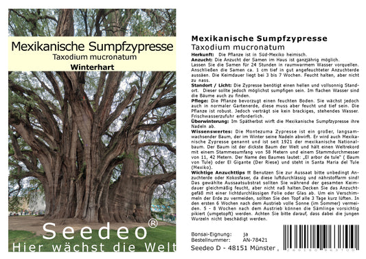 Seedeo® Mexikanische Sumpfzypresse  Taxodium mucronatum 60 Samen