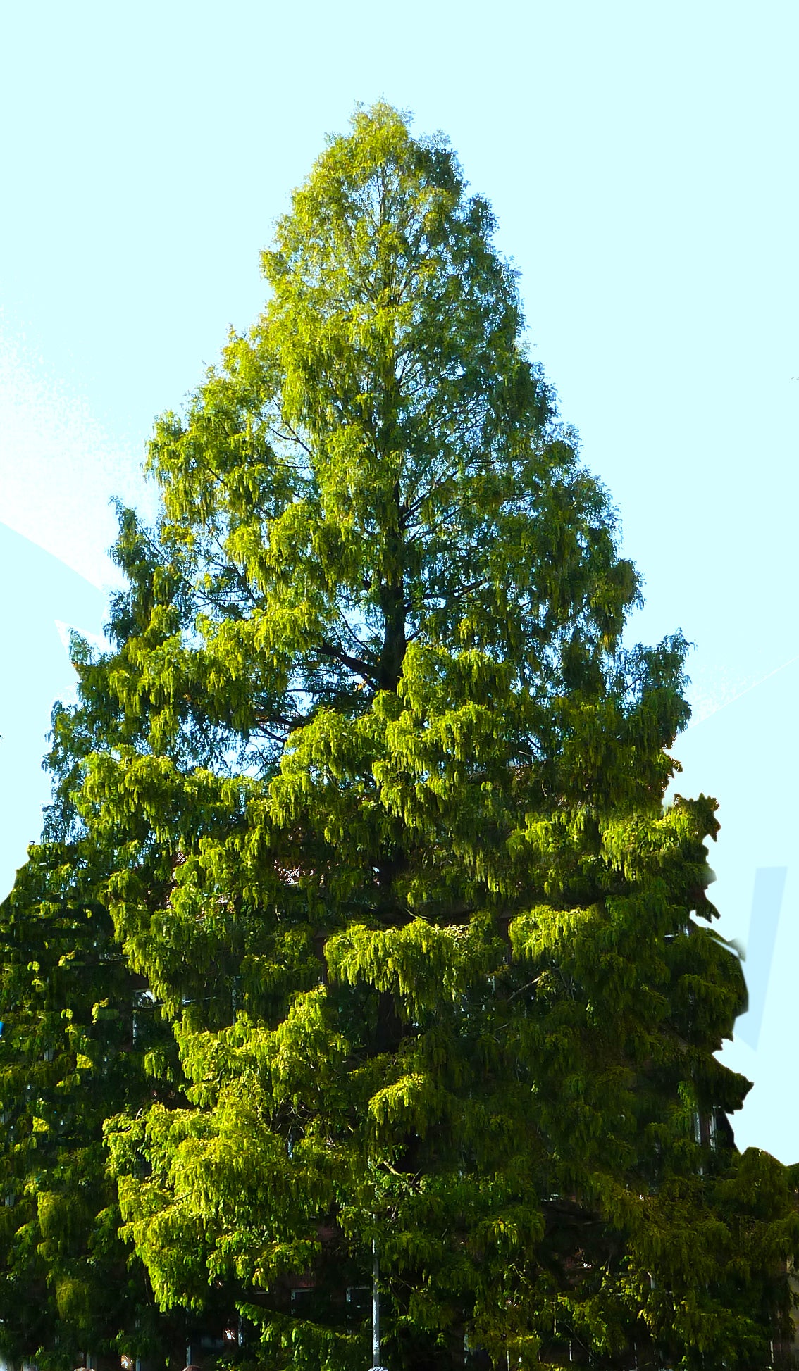 Seedeo® Urwelt-Mammutbaum (Metasequoia glyptostroboides) 200 Samen