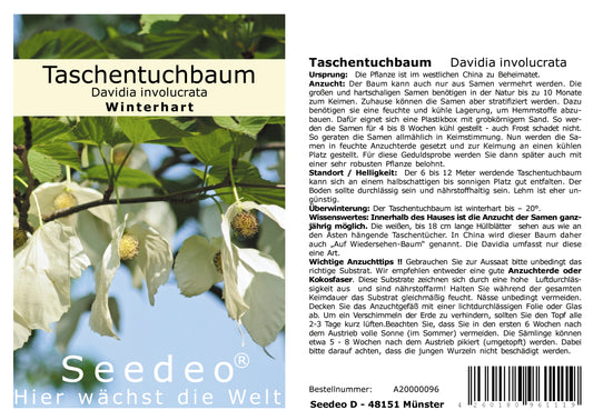 Seedeo® Taschentuchbaum (Davidia involucrata) 2 Samen