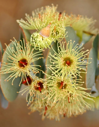 Seedeo® Schnee-Eucalyptus (Eucalyptus pauciflora ssp. niphophila) Pflanze ca. 20 cm - 30 cm hoch