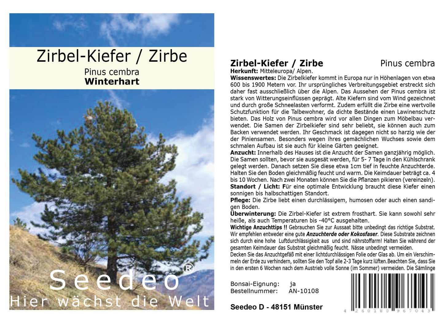 Seedeo® Zirbel-Kiefer / Zirbe (Pinus cembra)  20 Samen