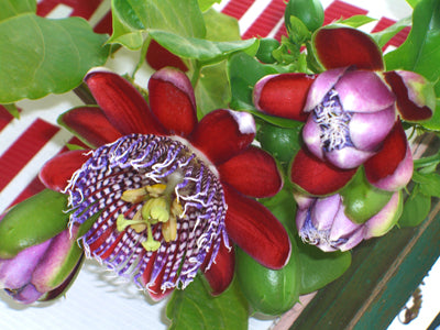 Seedeo® Riesengranadilla (Passiflora quadrangularis) 10 Samen